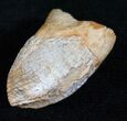 Partially Rooted Ceratopsian Tooth - Two Medicine Formation #13715-1